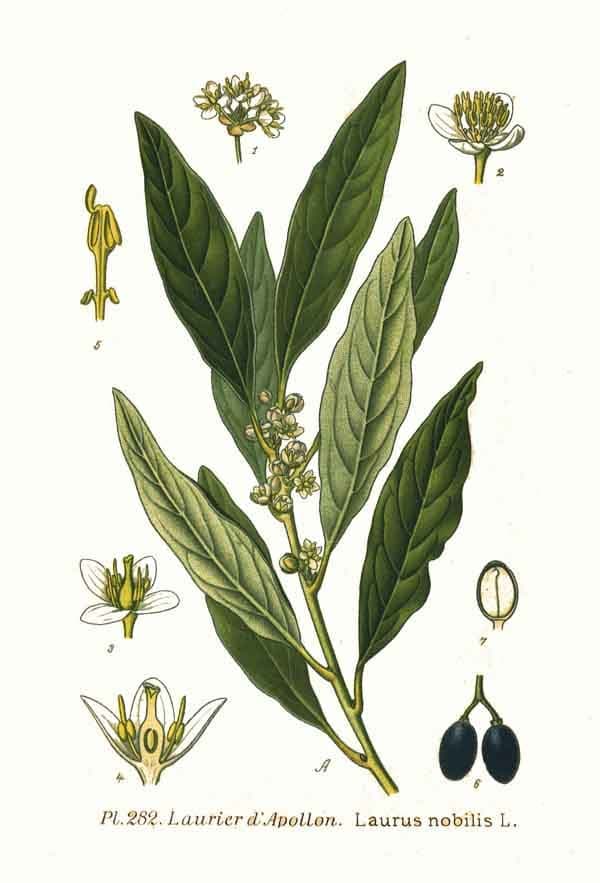Laurus nobilis, Atlas des plantes de France, 1891