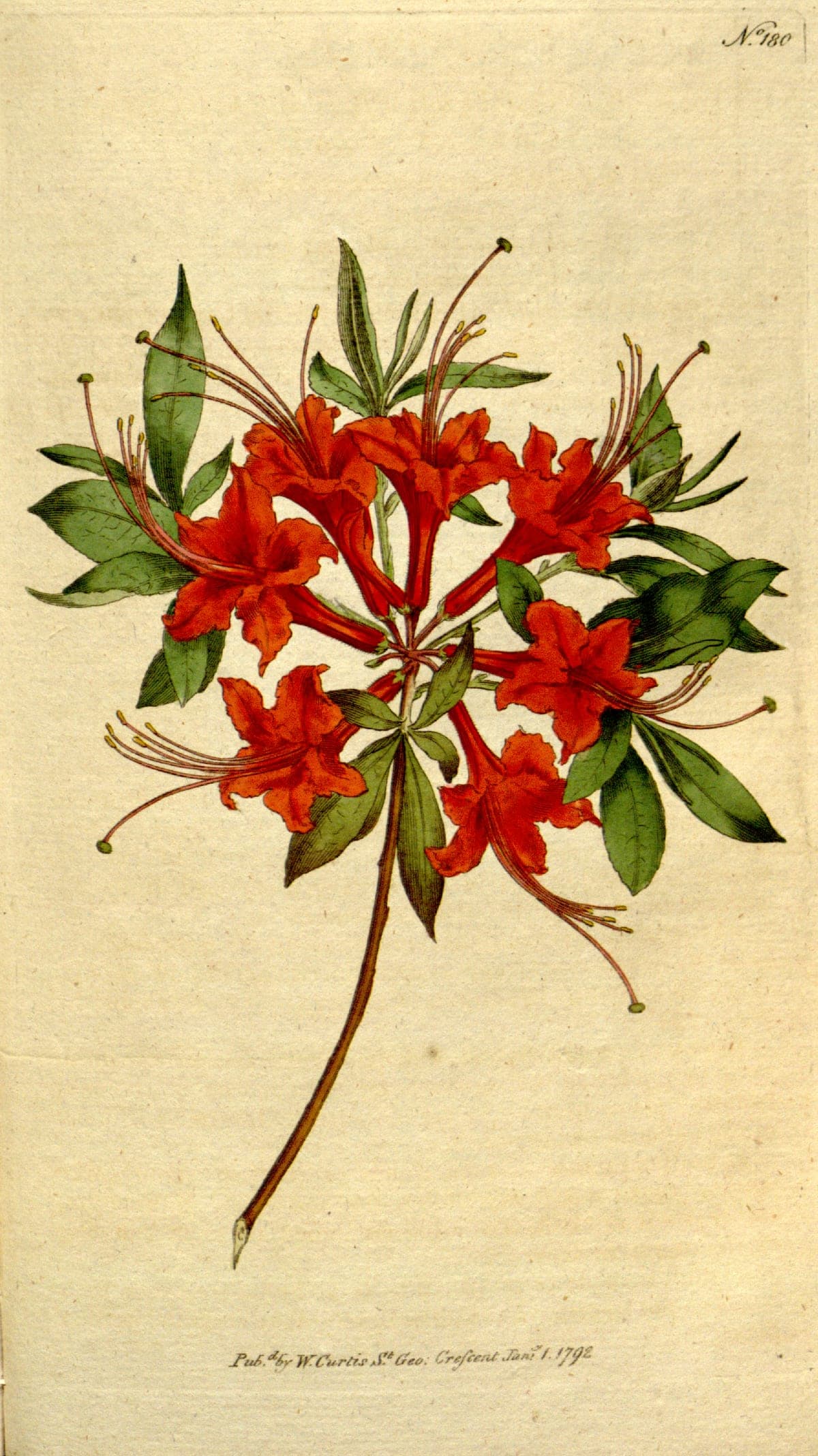 Azalea nudiflora, the pink azalea, Curtis’s Botanical Magazine, 1792