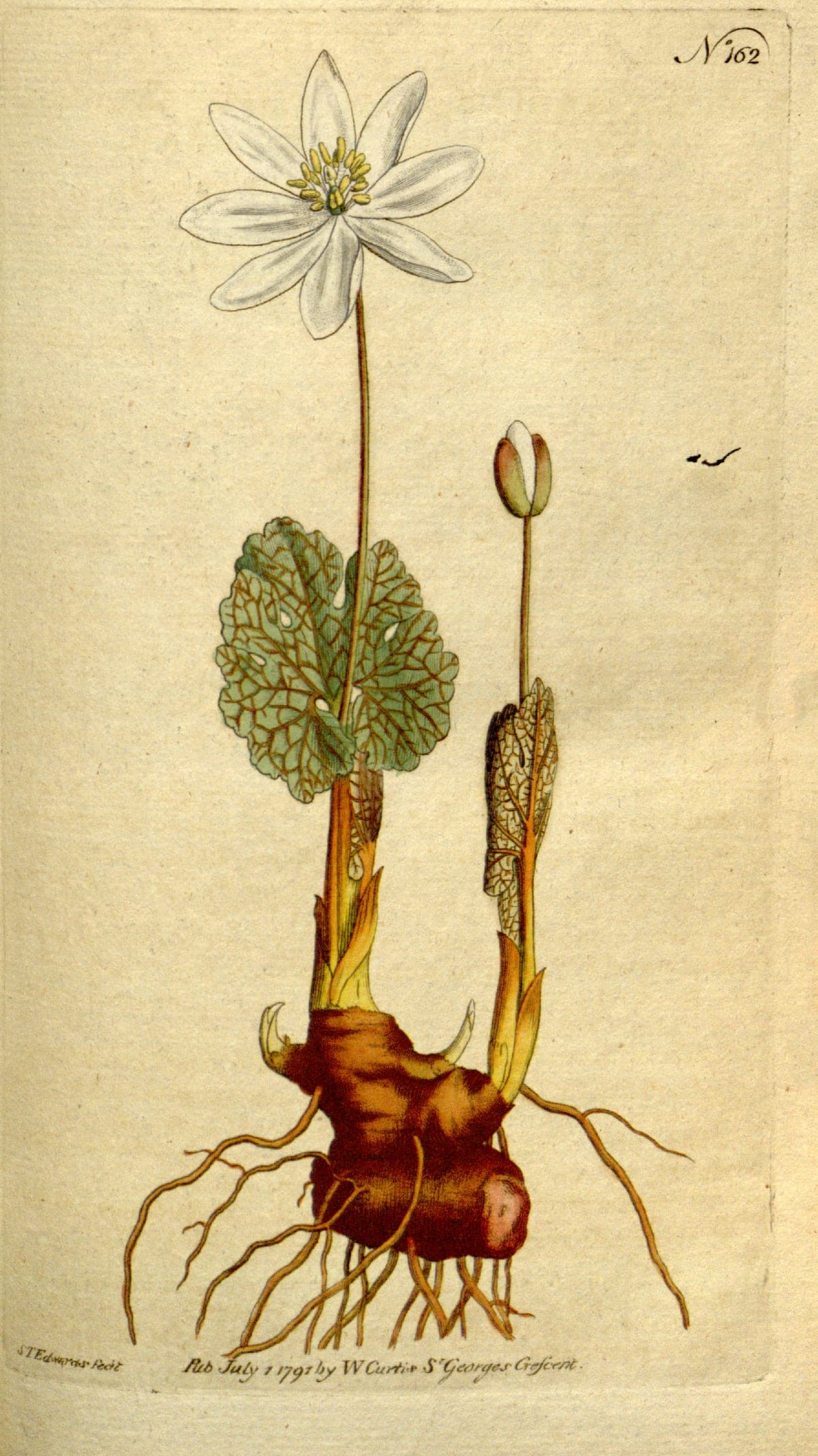 Sanguinaria canadensis, the bloodroot, Curtis’s Botanical Magazine, 1792