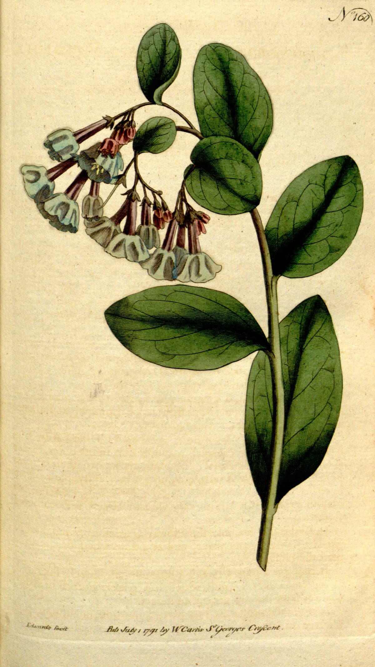 Mertensia virginica, the Virginia bluebell, Curtis’s Botanical Magazine, 1791