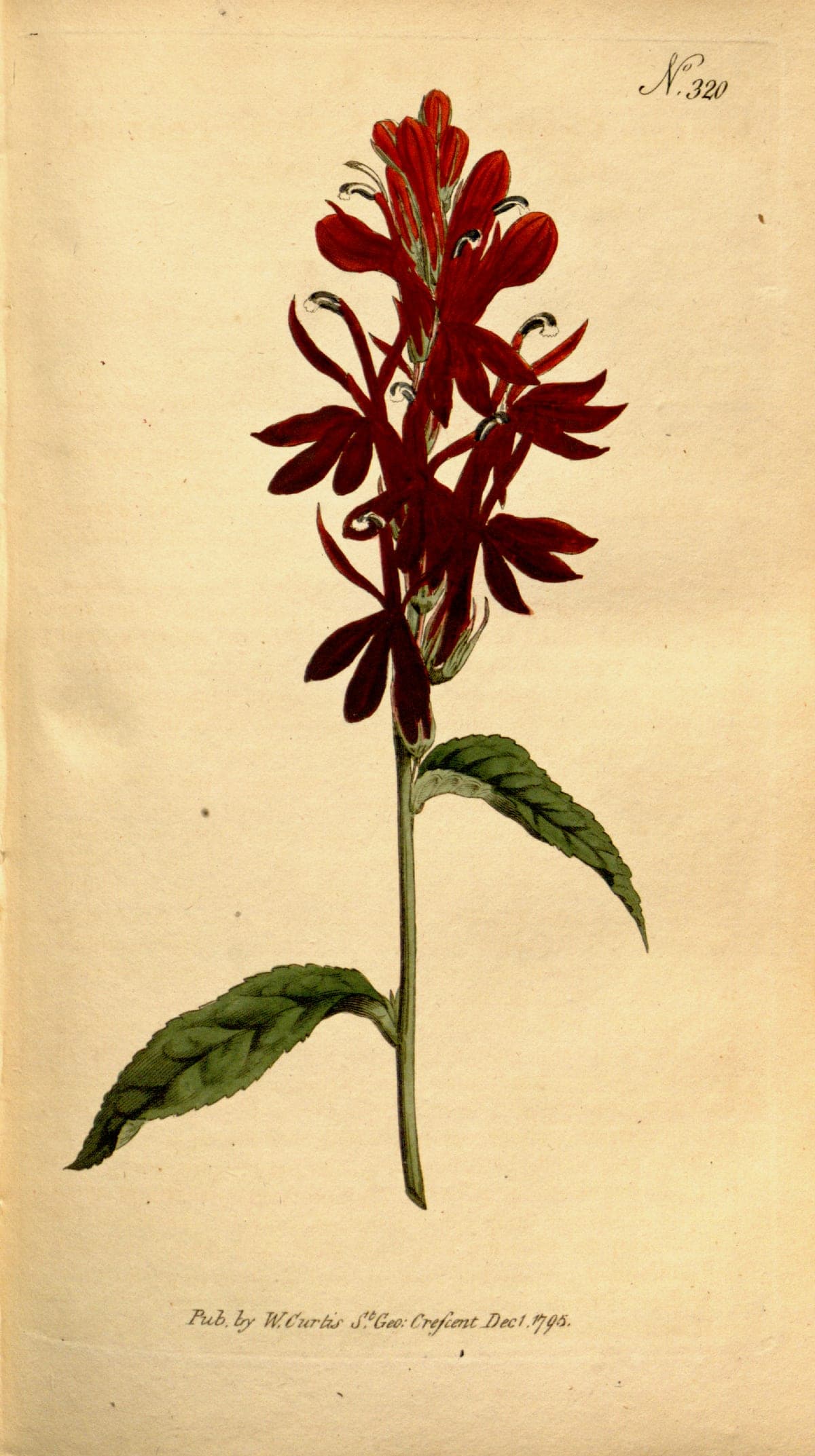 Lobelia cardinalis, the cardinal flower, Curtis’s Botanical Magazine, 1795