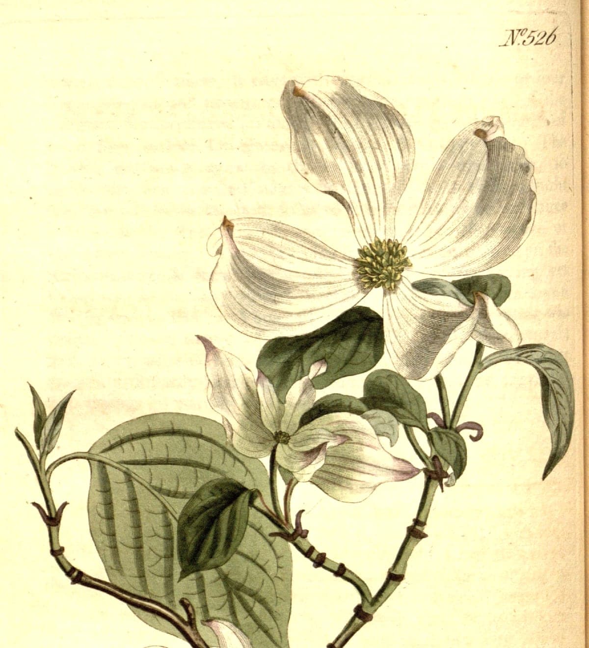 Cornus florida, the flower and leaves, Curtis’s Botanical Magazine, 1801