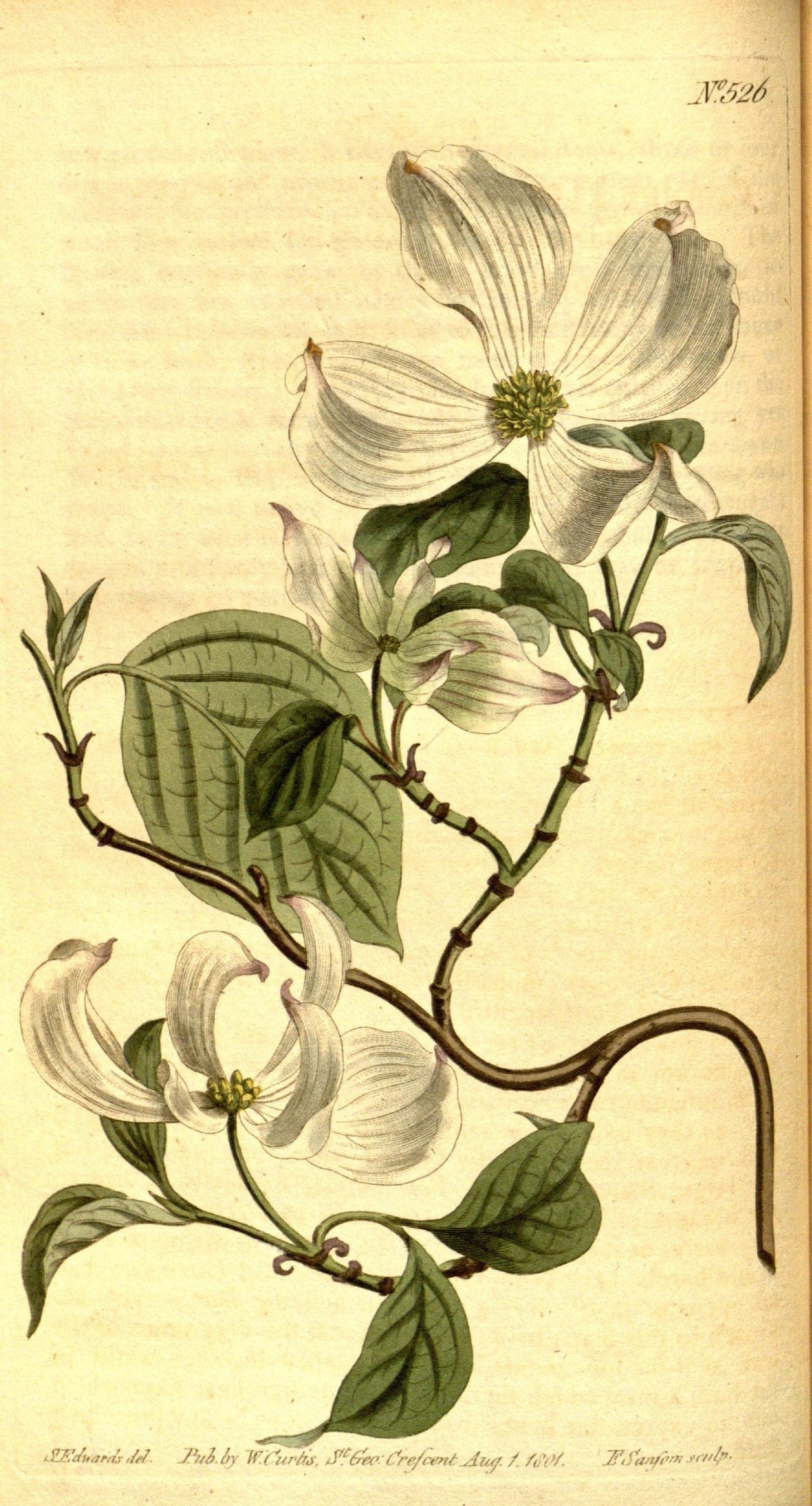 Cornus florida, Curtis’s Botanical Magazine, 1801