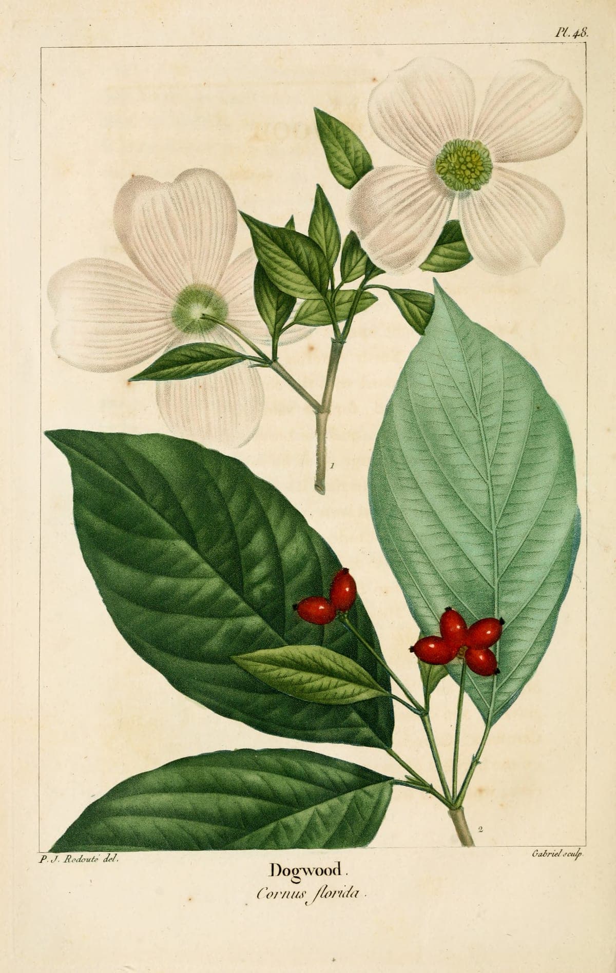 Dogwood plate, after Redouté, for Michaux’s North American Sylva