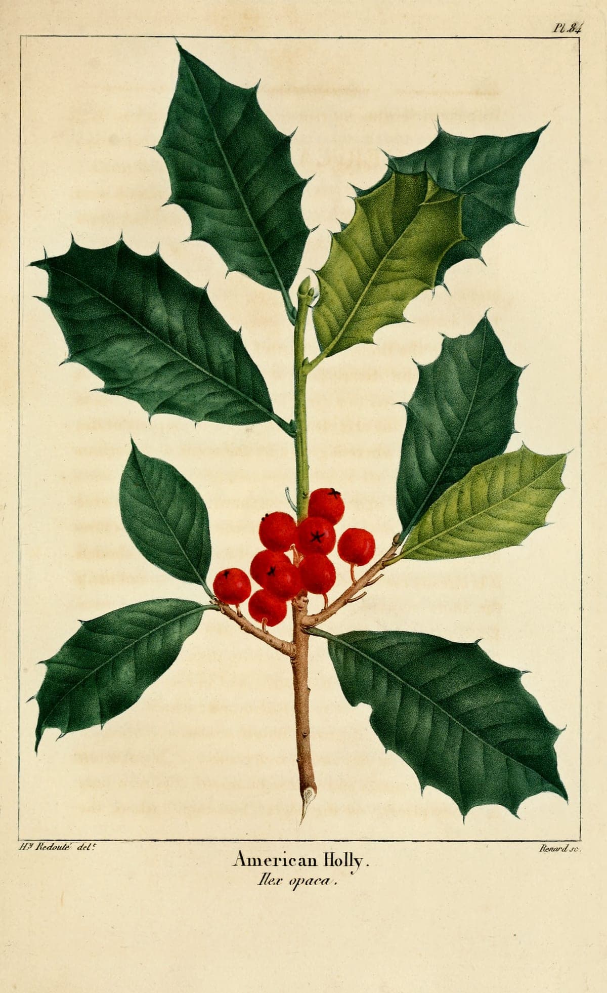 Ilex opaca, the American holly, in berry, after Redouté, for Michaux’s North American Sylva