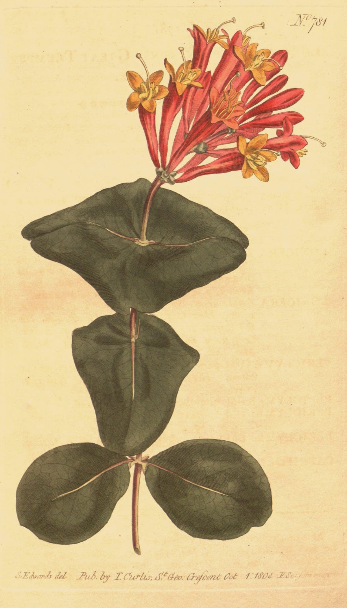 Lonicera sempervirens, the trumpet honeysuckle, Curtis’s Botanical Magazine, 1804