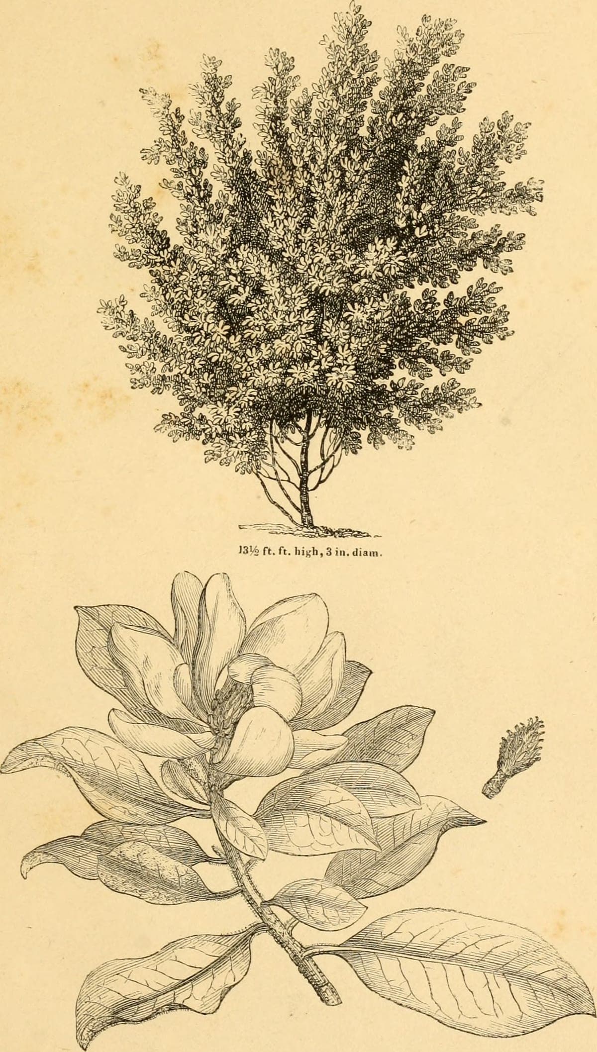 Magnolia grandiflora, 19th-century engraving