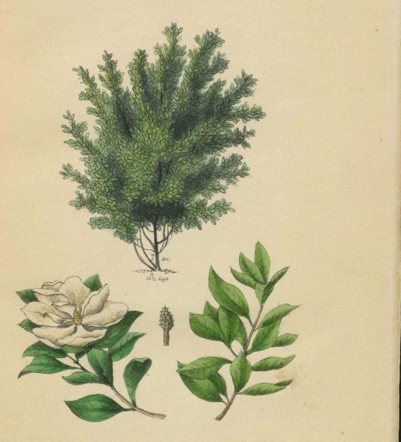 Magnolia grandiflora: the tree, a flower and a leaf spray, Loudon’s Arboretum, 1838