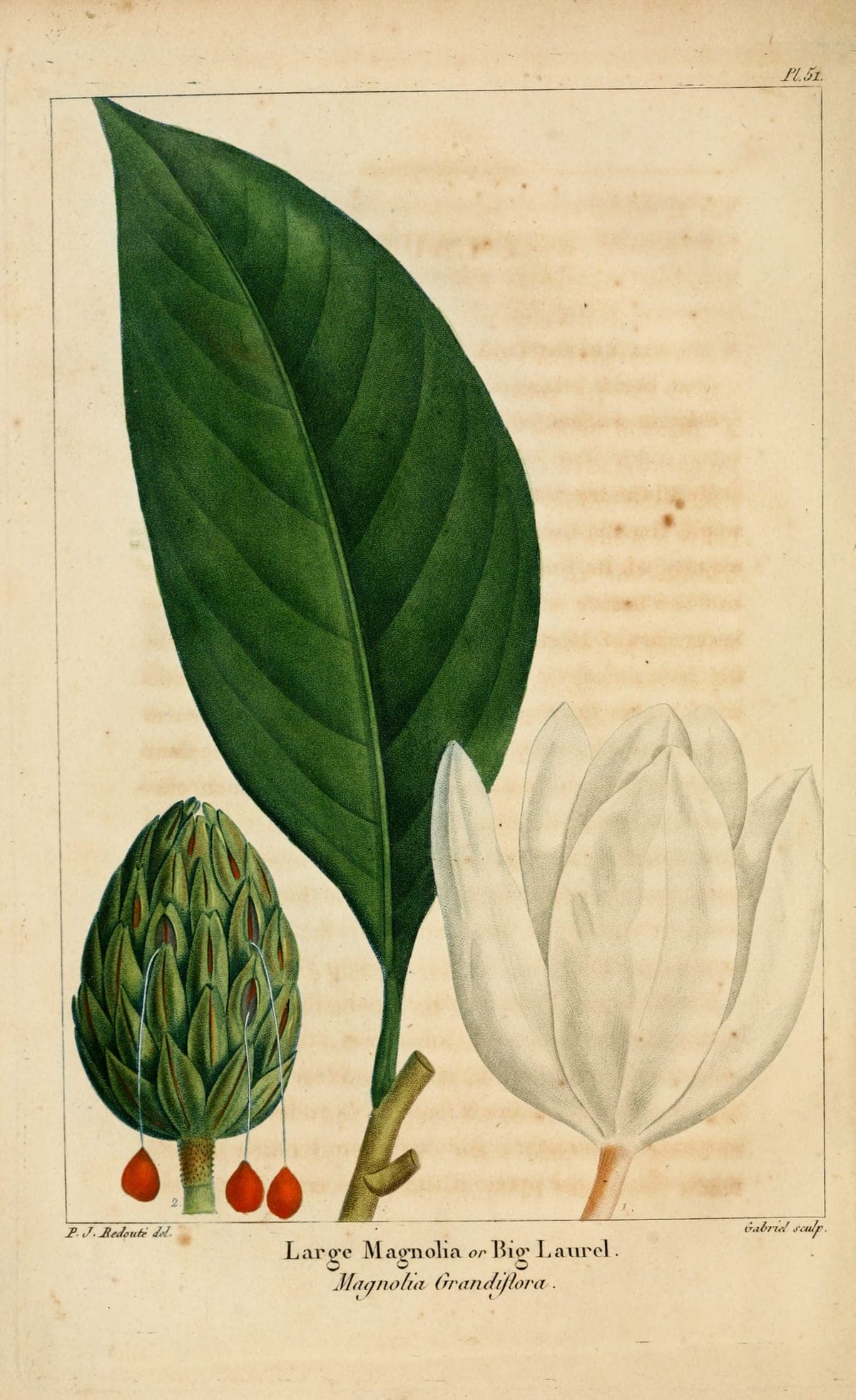 Magnolia plate, after Redouté, for Michaux’s North American Sylva