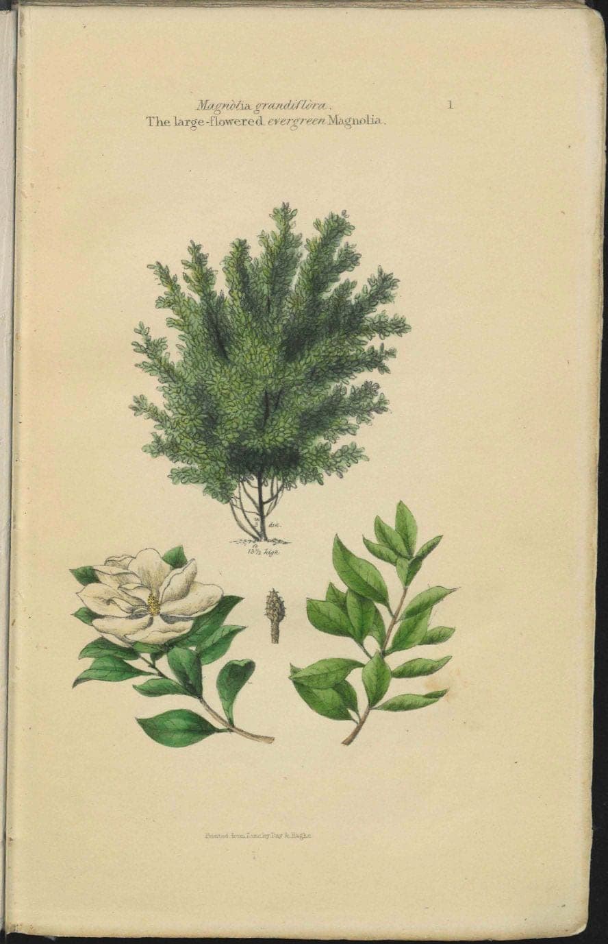 Magnolia grandiflora, Loudon’s Arboretum et Fruticetum Britannicum, 1838