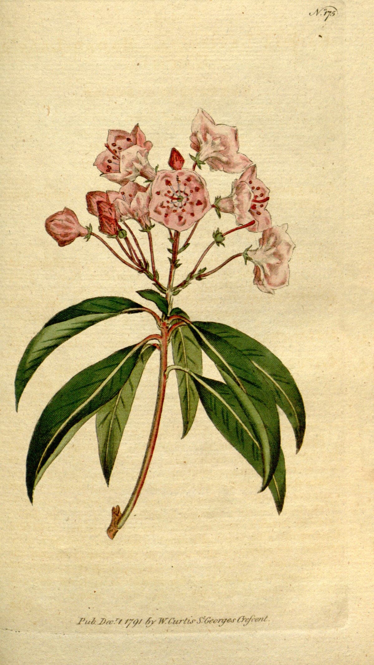 Kalmia latifolia, the mountain laurel, Curtis’s Botanical Magazine, 1791