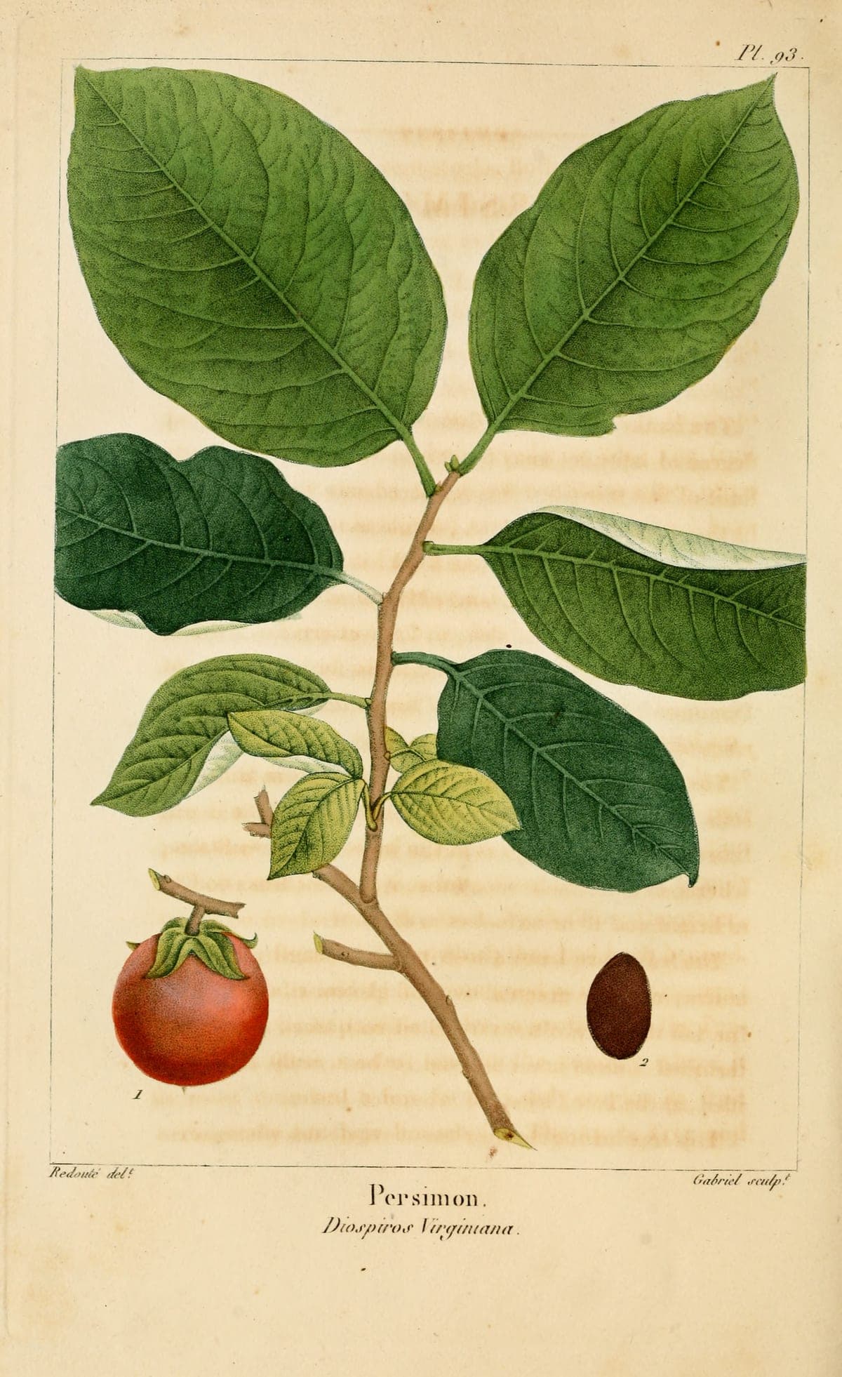 Diospyros virginiana, the persimmon, in fruit, after Redouté, for Michaux’s North American Sylva