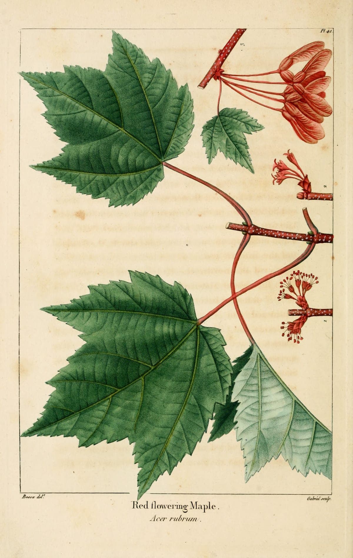 Acer rubrum, the red maple, in flower, after Bessa, for Michaux’s North American Sylva