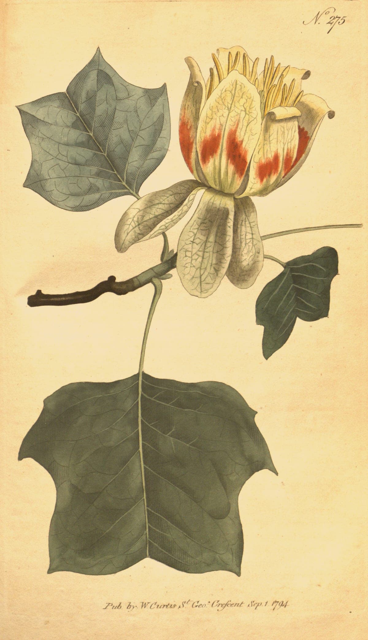 Liriodendron tulipifera, the tulip poplar, Curtis’s Botanical Magazine, 1794