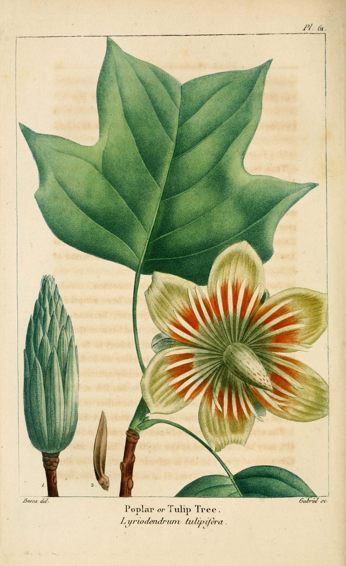 Liriodendron tulipifera, the tulip poplar, after Bessa, for Michaux’s North American Sylva